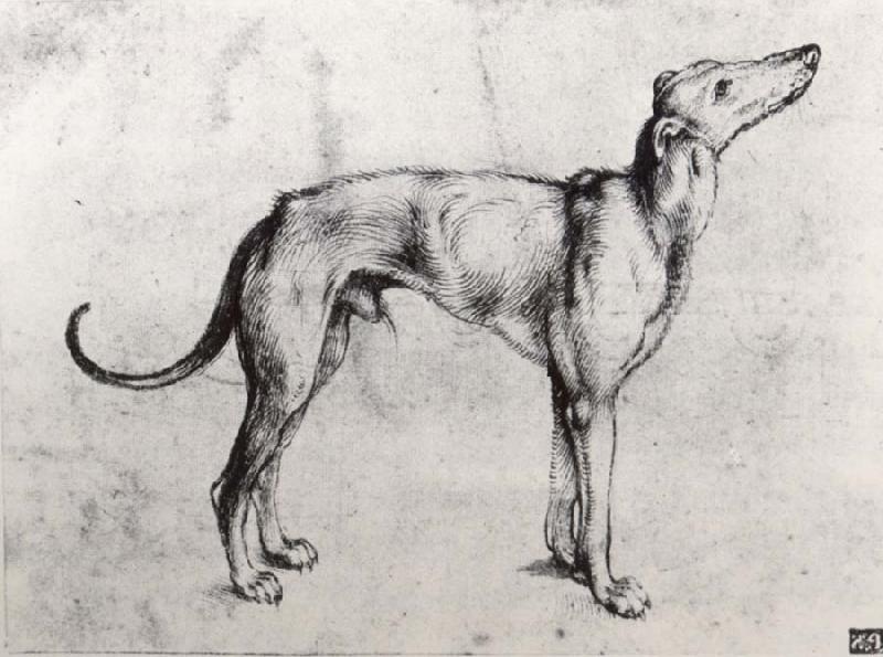 Albrecht Durer A Grayhound